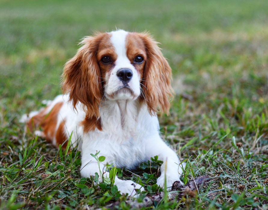 Dogs up to 25 kg – Everything for medium-sized breeds