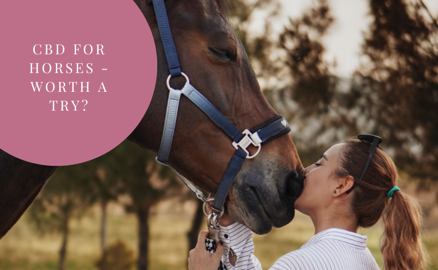 CBD for horses - is it worth a try?
