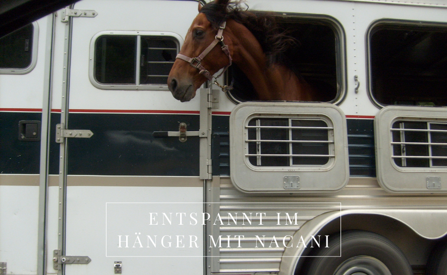 Pferde verladen - Entspannt unterwegs im Hänger