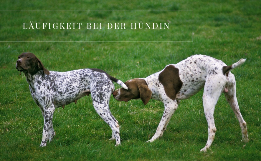 Läufigkeit bei der Hündin - Was du dazu wissen solltest