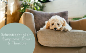 Scheinträchtigkeit - Symptome, Dauer & Therapie