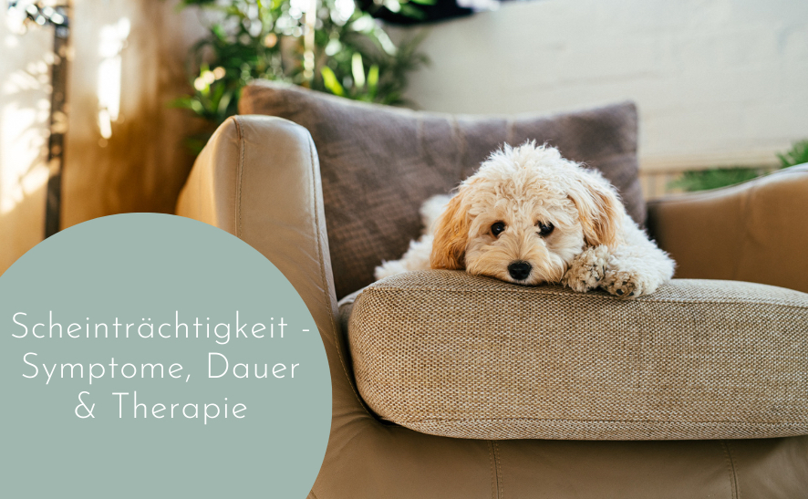 Scheinträchtigkeit - Symptome, Dauer & Therapie