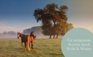 Zeckenschutz für Pferde - Welche Möglichkeiten gibt es?