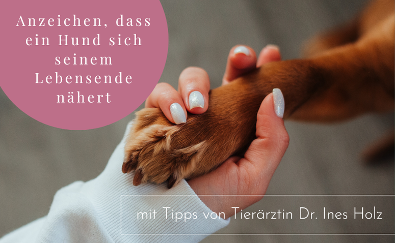 5 Anzeichen, dass dein Hund stirbt