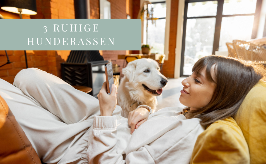 Ruhige Hunderassen - 3 Beispiele