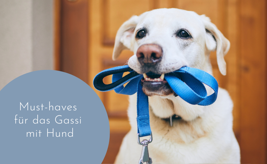 Gassi gehen mit Hund - 3 Must-Haves 