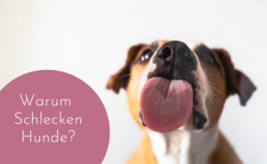 Warum schlecken Hunde gerne?