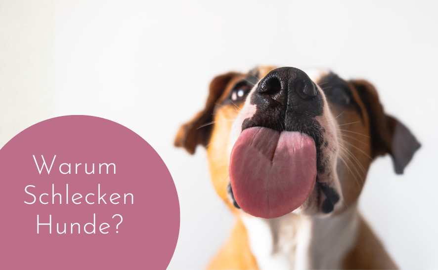 Warum schlecken Hunde gerne?