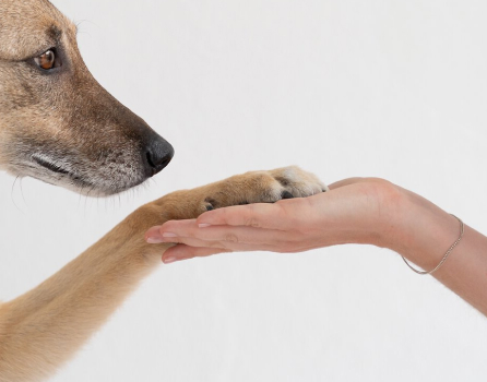 CBD Mus - lecker & natürlich!