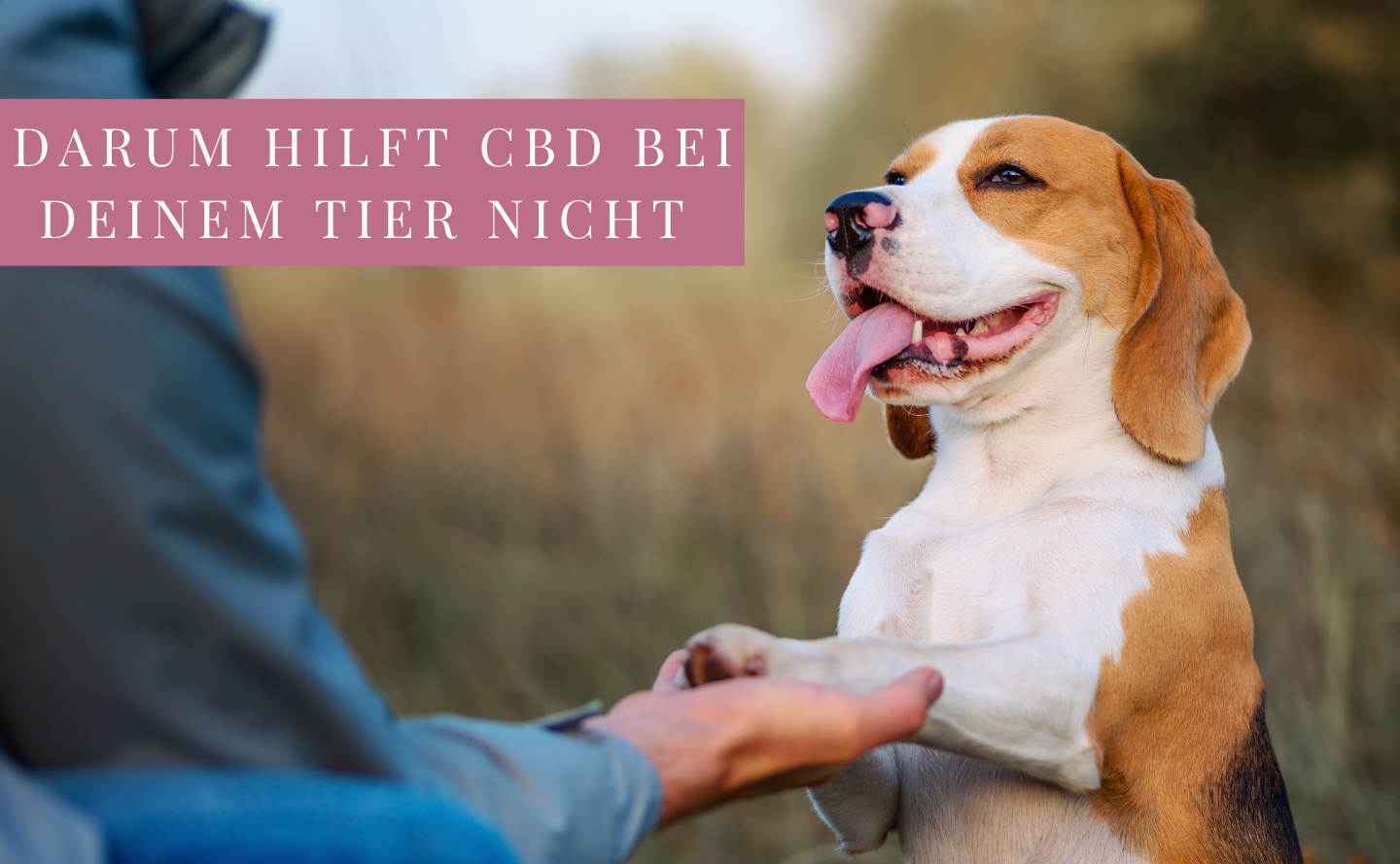 Warum wirkt CBD bei meinem Tier nicht?