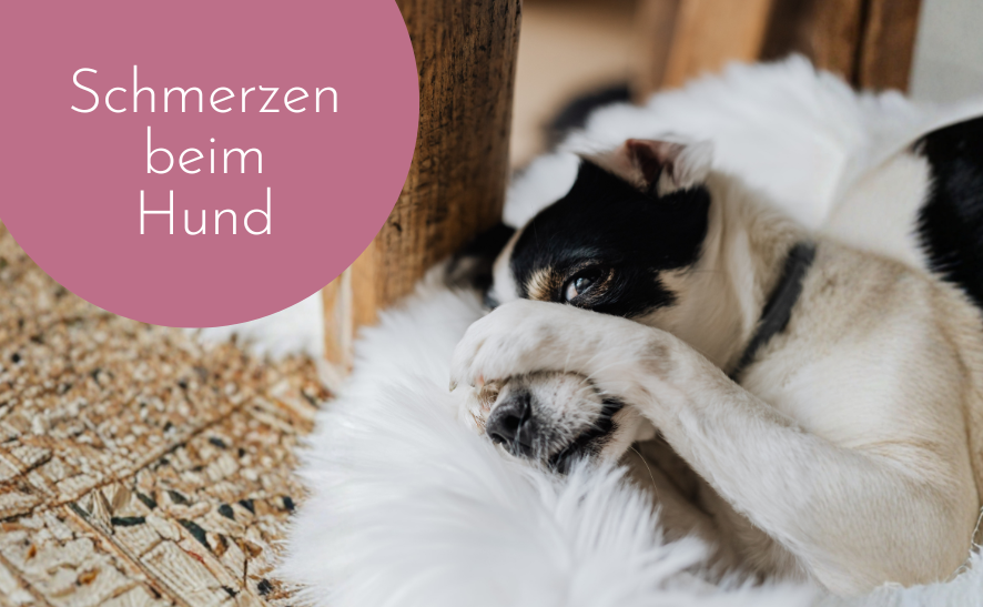 Schmerzen beim Hund erkennen - Typische Signale