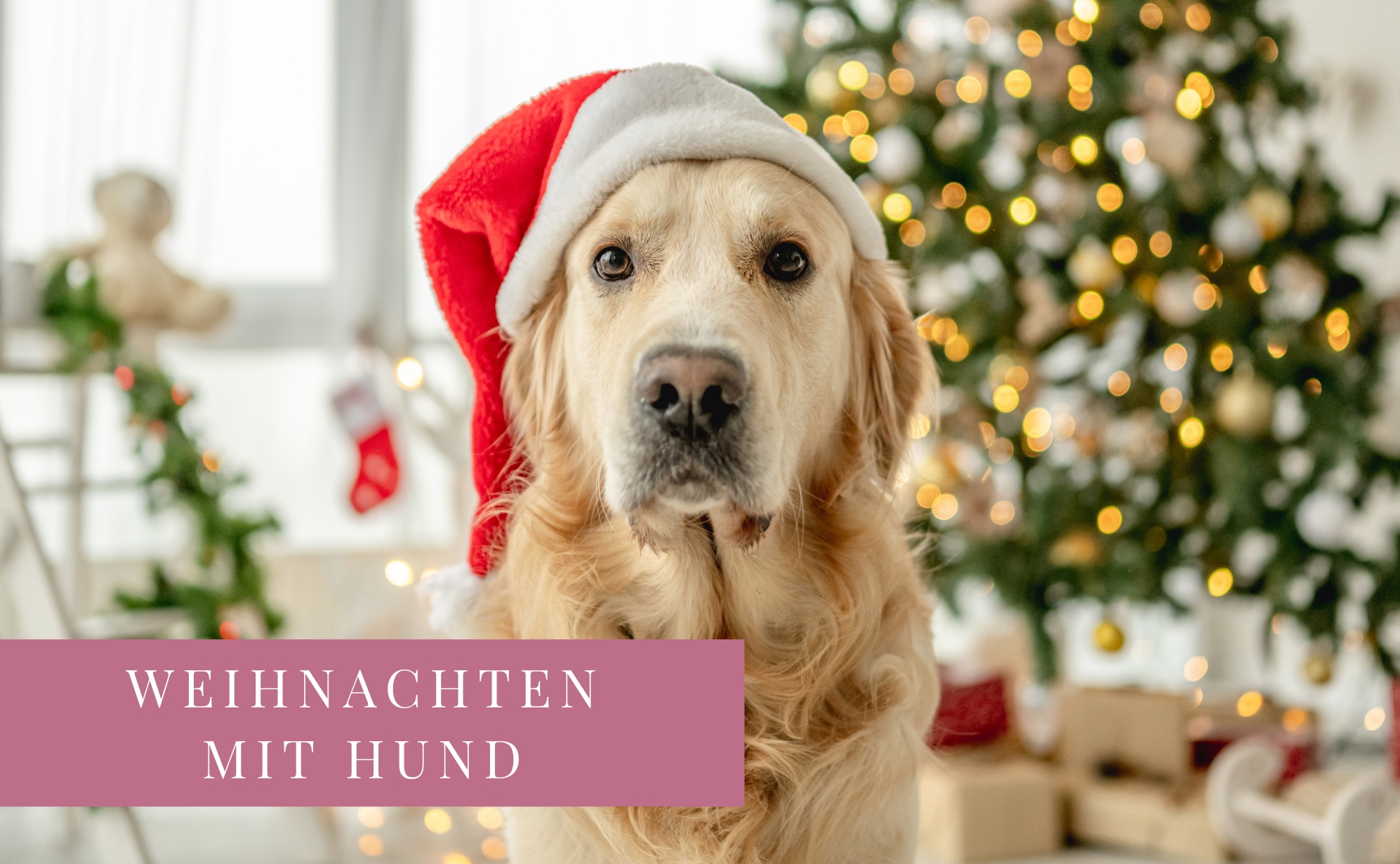 Weihnachten mit Hund - 3 Tipps für entspannte & sichere Festtage