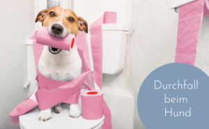 Hund hat Durchfall - Ursachen, Tipps & wann es gefährlich wird