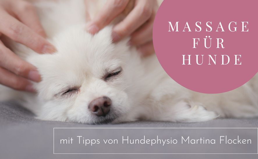 Massage für Hunde - Rücken und Seele entspannen (+Tipps vom Hundephysio)